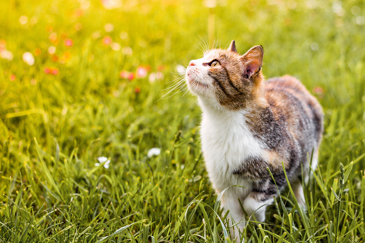 Spending time outside is just as good for cats as it is for you.