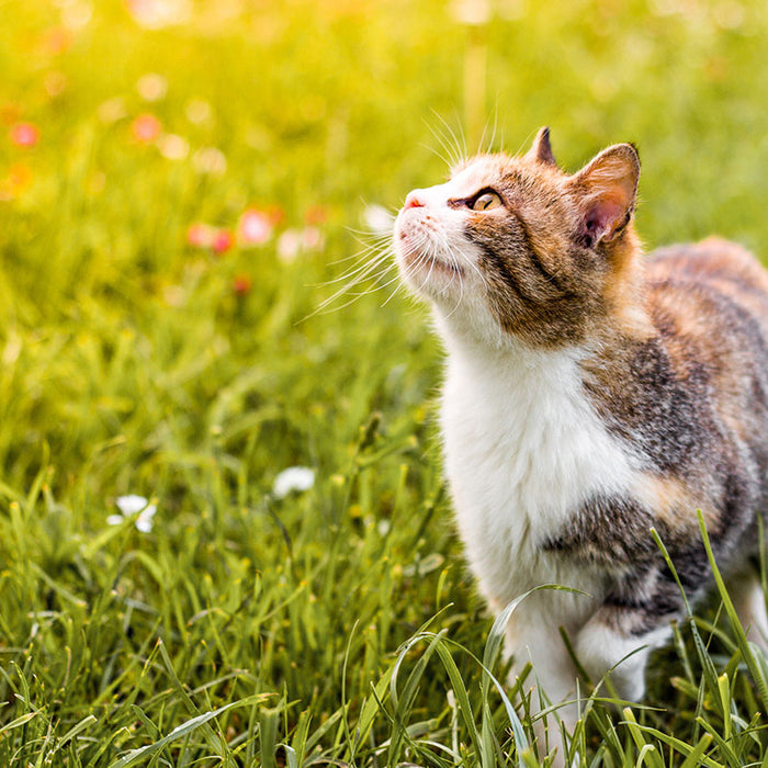 Spending time outside is just as good for cats as it is for you.