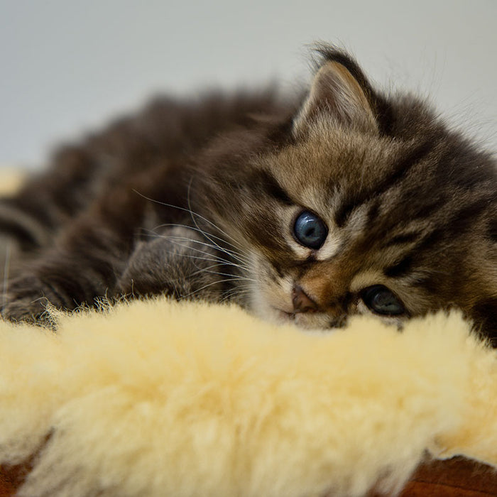 You can help your kitten adjust to life in your home after leaving their mom.