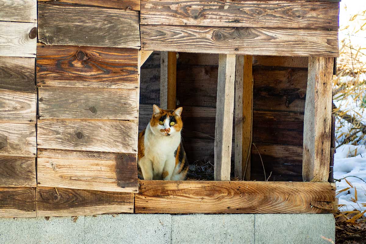 A self-warming cat bed provides comfort without electricity. It works by taking advantage of a cat’s natural heat-production.