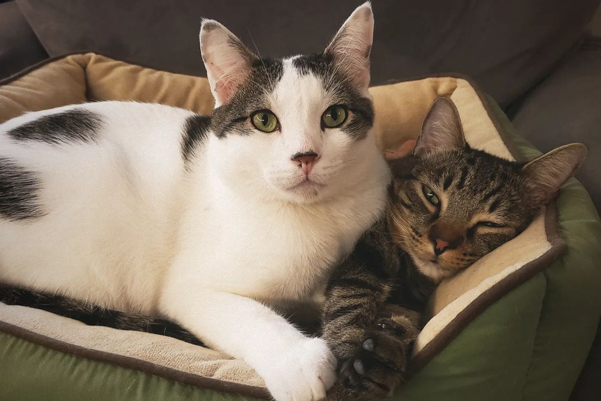 Self-warming cat beds are a great choice for keeping your cat toasty warm, thanks to their innovative two-layer design.