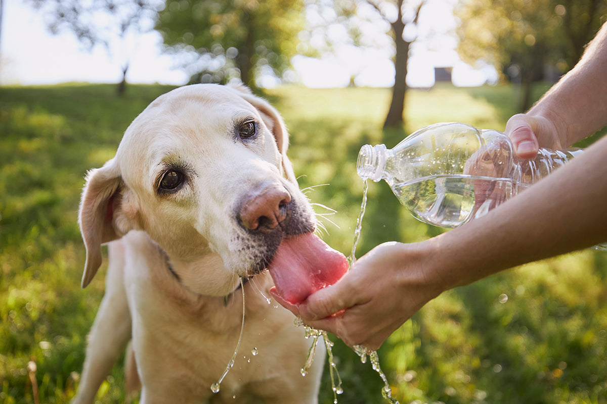 Heatstroke in your dog is preventable with the right summer gear and attentive care to prevent heatstroke in your dog.