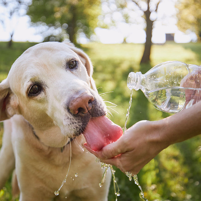 Heatstroke in your dog is preventable with the right summer gear and attentive care to prevent heatstroke in your dog.