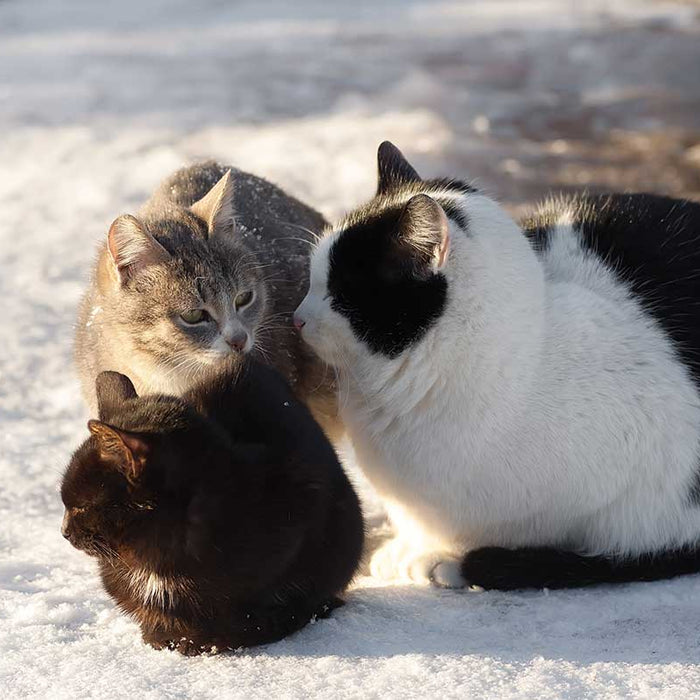 When cold weather strikes, stray cats benefit from food, fresh water and shelter. Here are ways you can help.