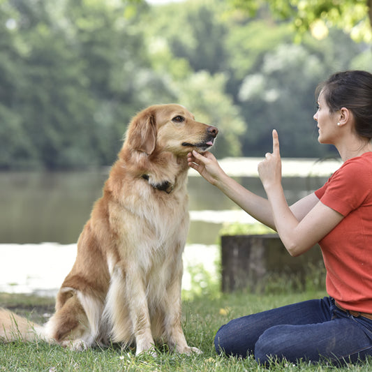 Is it Too Late to Train My Older Dog?