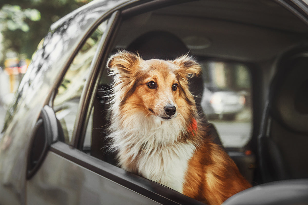Leaving your dog in the car while you run in for a quick errand may not be the best idea.