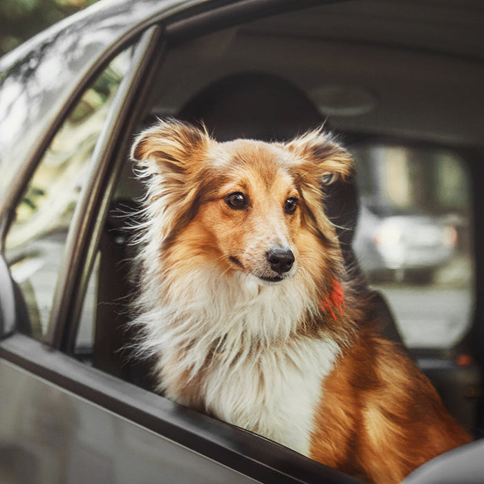 Leaving your dog in the car while you run in for a quick errand may not be the best idea.