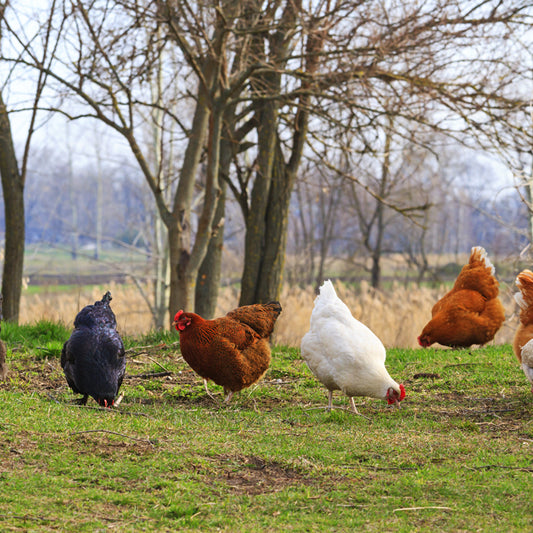 How Many Chickens Do I Need?
