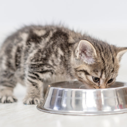 How much should you feed an 8-week-old kitten?