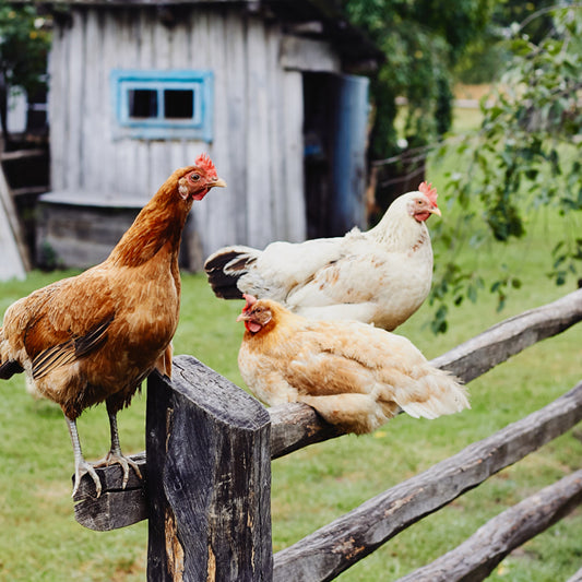 How Much Space Do Chickens Need?