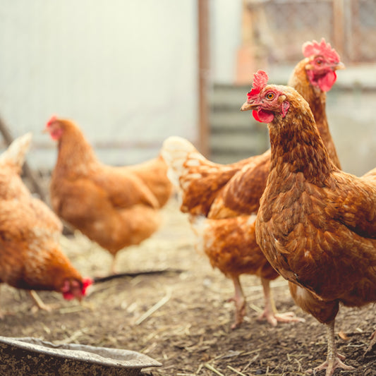 How much time and effort is involved in raising chickens?