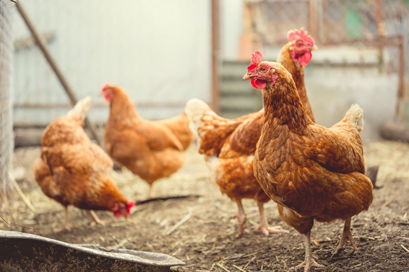 How much time and effort is involved in raising chickens?