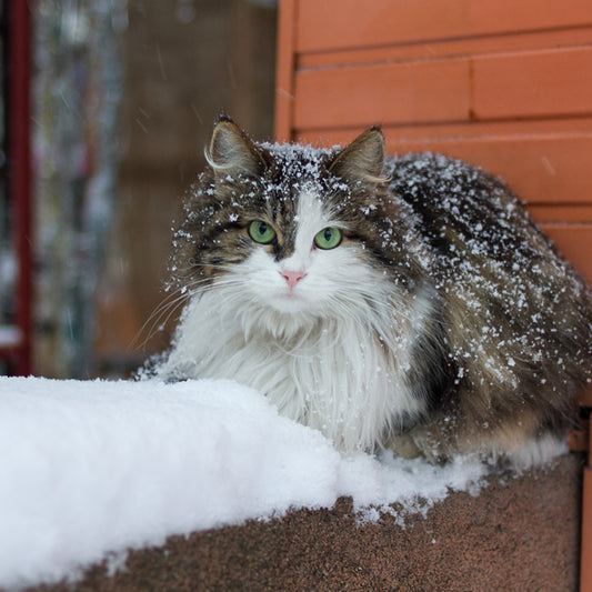 How to Keep a Cat Warm Outside in the Winter