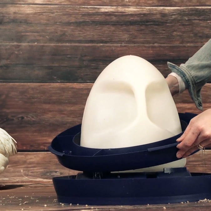 Knowing how to clean your chicken waterer is essential to your chickens' health and happiness.