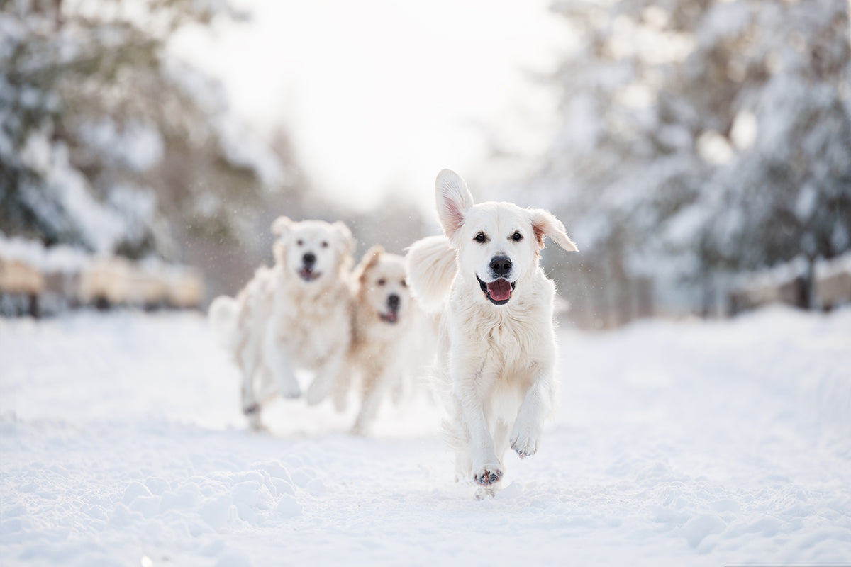 Keep your dog safe when playing outside in cold weather with a few simple tips.
