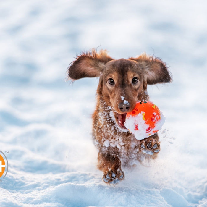 You can do many things to keep your dog warm outside.
