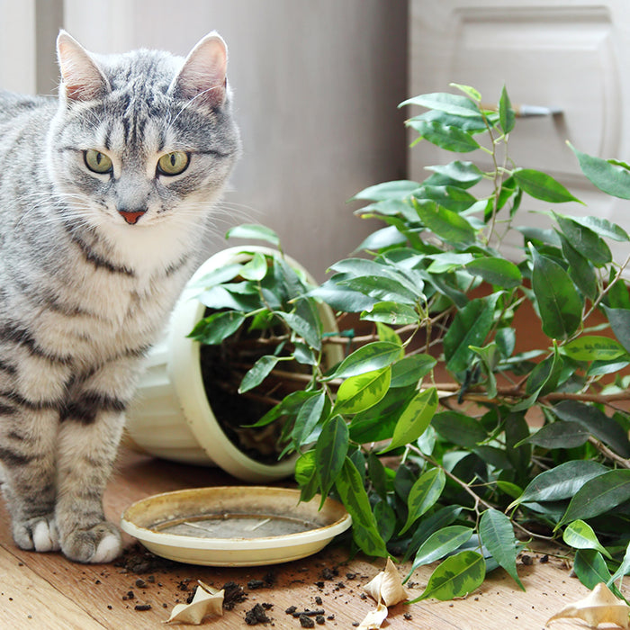 Cats love plants. Discover ways you can help deter them from your plants naturally in this blog.