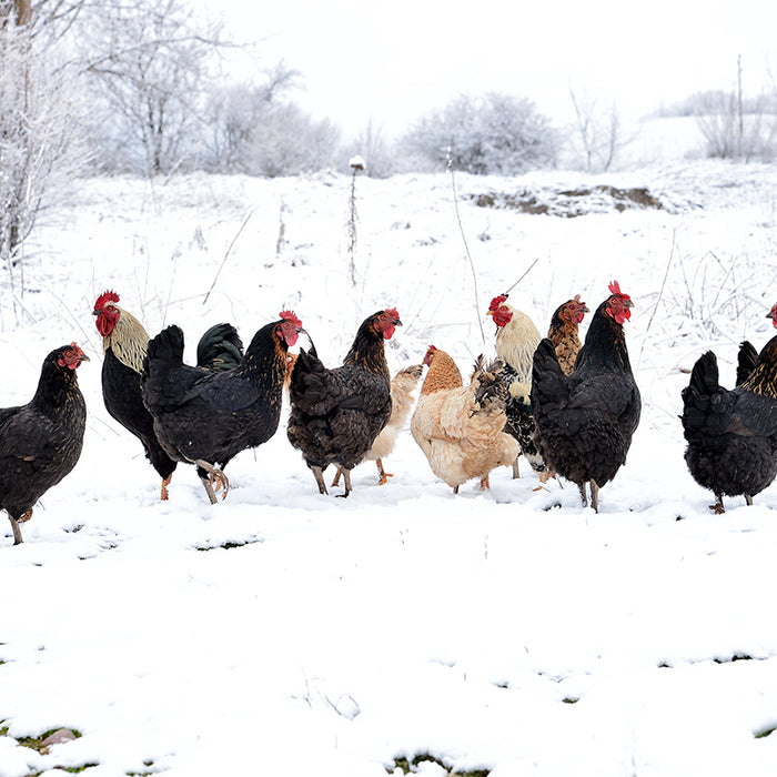 Chickens have natural insulation, but they will need your help to stay warm at night.