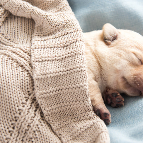 How to Keep Newborn Puppies Warm