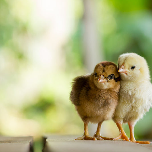 How to raise baby chicks