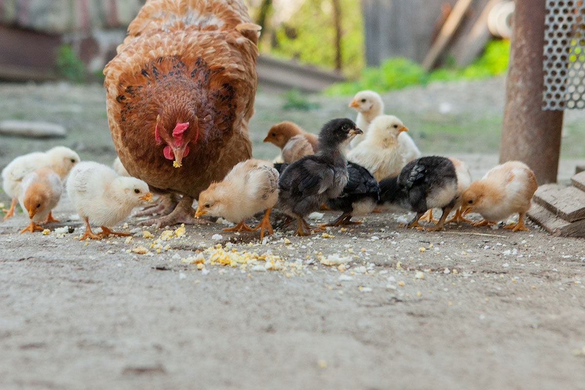 Chicks start out in the brooder but at 6 or 7 weeks old once they have their true feathers, it's time to move to the coop.