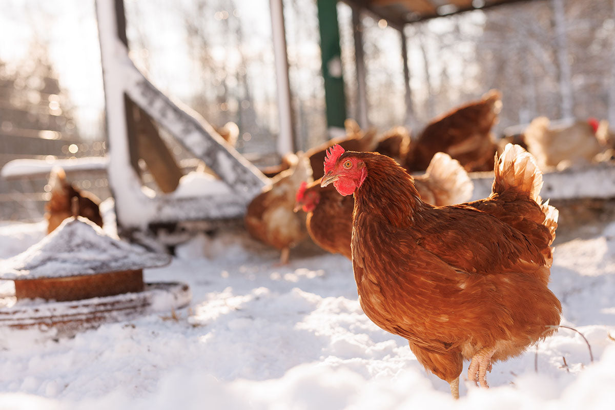 Winter Chicken Care: How to safely winterize your chicken coop