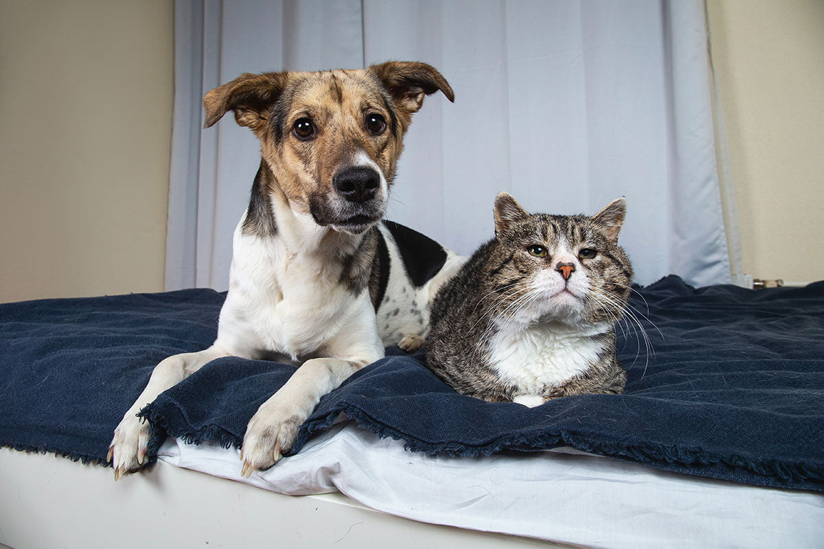How to Spot Subtle Signs of Discomfort in Aging Pets