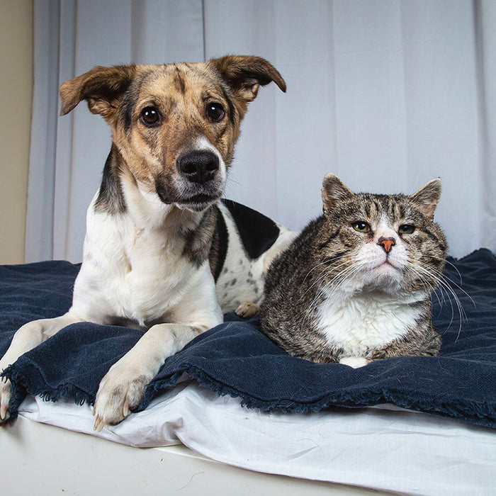 How to Spot Subtle Signs of Discomfort in Aging Pets