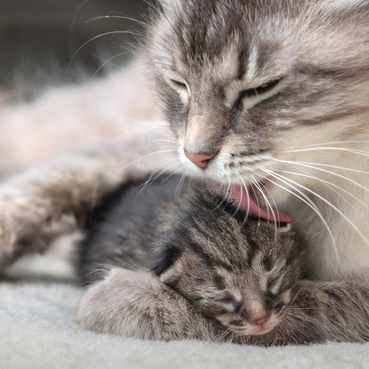 How to take care of newborn kittens