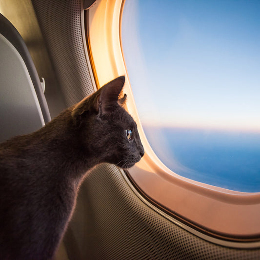 How to Travel with a Cat on a Plane