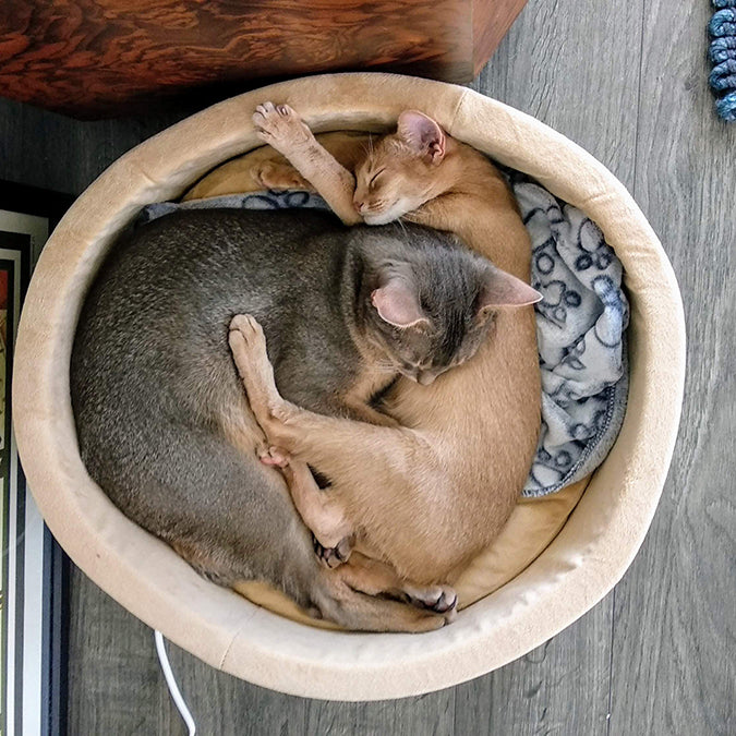 Your Senior Cat Will Love a Heated Cat Bed
