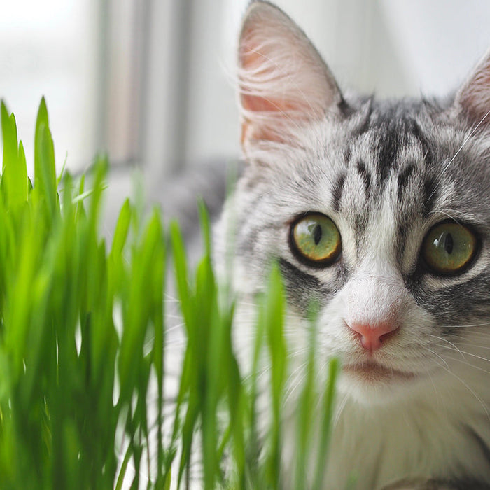 Cats love cat grass, and it's good for them too.