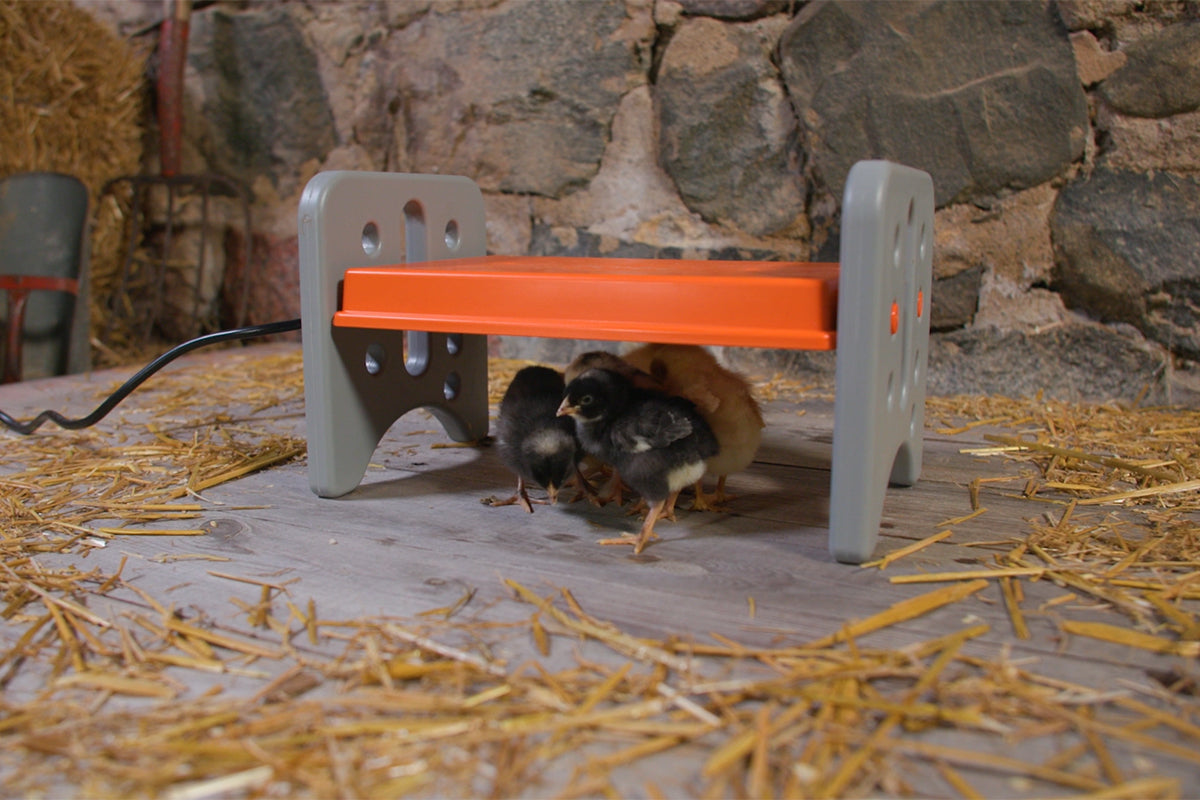 New baby chicks are particularly vulnerable. Here's what to look for in heat sources that can keep them warm.
