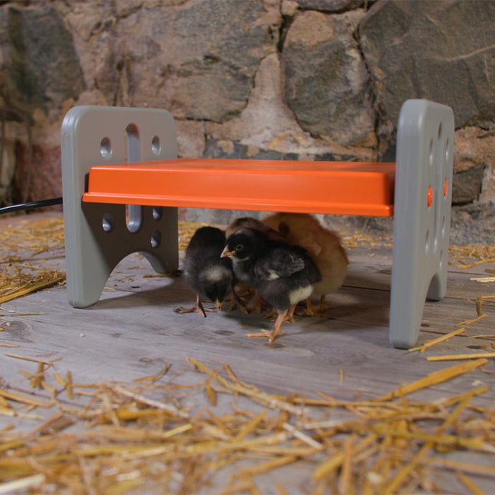 New baby chicks are particularly vulnerable. Here's what to look for in heat sources that can keep them warm.