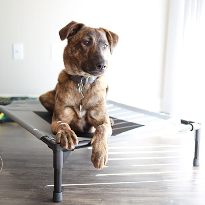 a dog relaxes on a pet cot