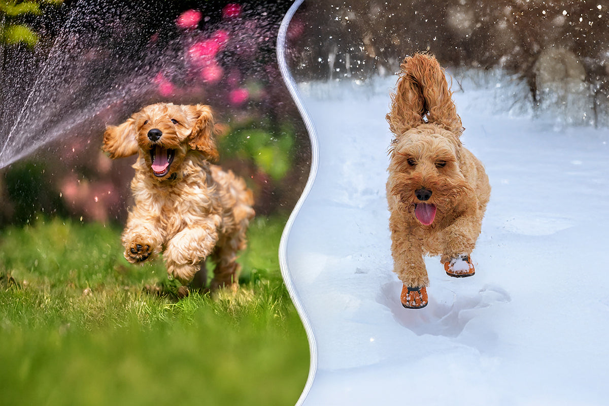 A cockapoo playing outside in the summer and in the snow in winter.