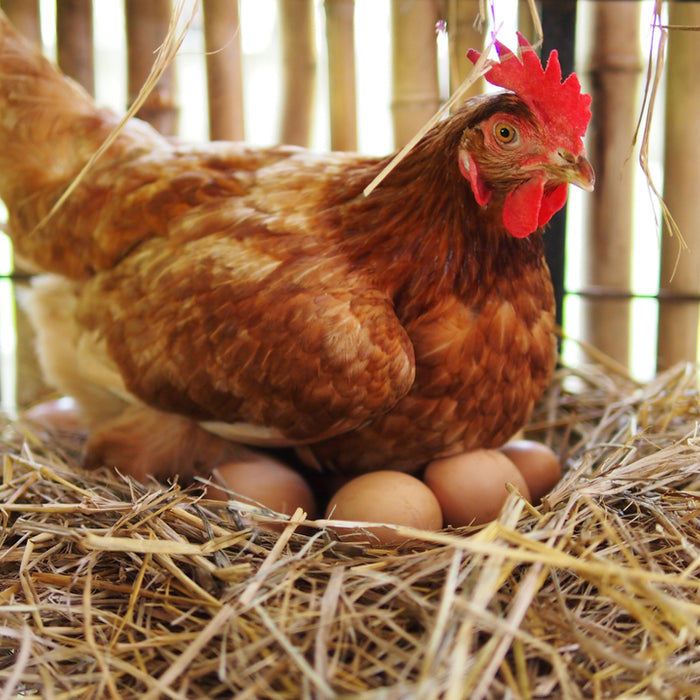 Did your hen just lay an egg without a shell? Here's why that sometimes happens.