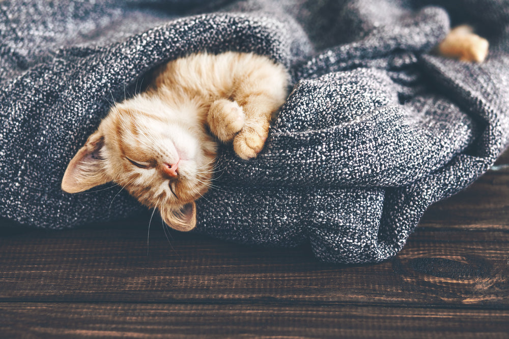 Does it seem like your cat sleeps all the time? Find out how many hours a day cats sleep.