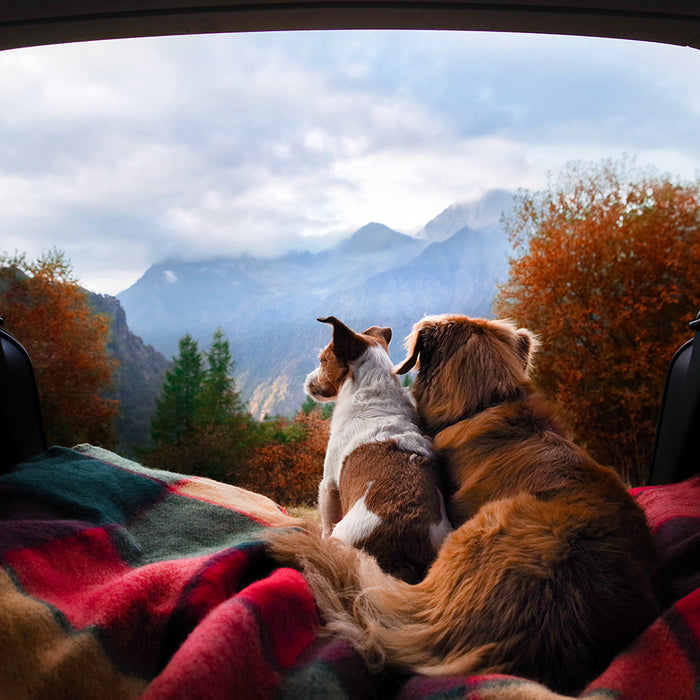 Car camping with your dog can be a lot of fun as long as you have all the right supplies.