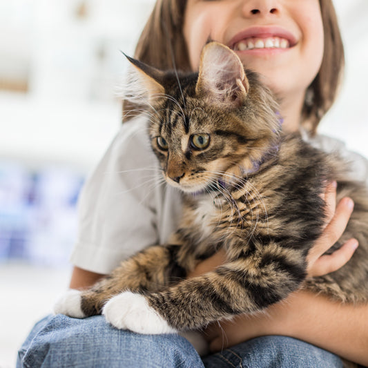 Top 10 Tips for New Cat Owners
