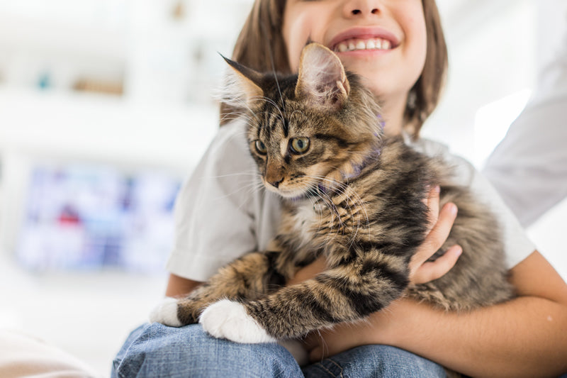 Top 10 Tips for New Cat Owners