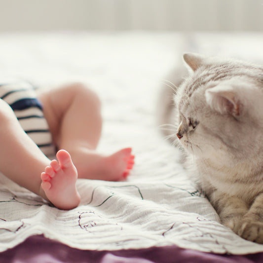 Top 5 Ways to Prepare Your Cat for a New Baby