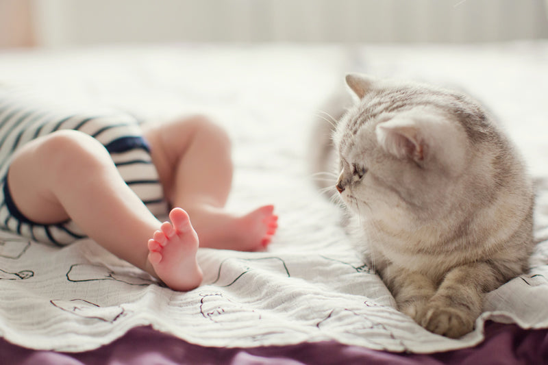 Top 5 Ways to Prepare Your Cat for a New Baby