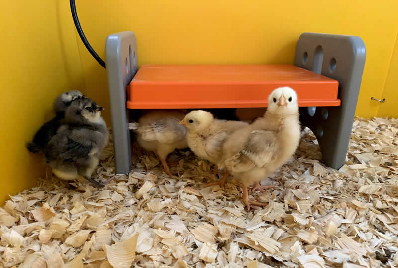 We Stress Bought Baby Chicks