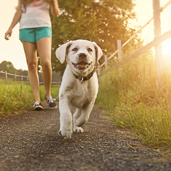 What temperature is too hot to walk a dog?