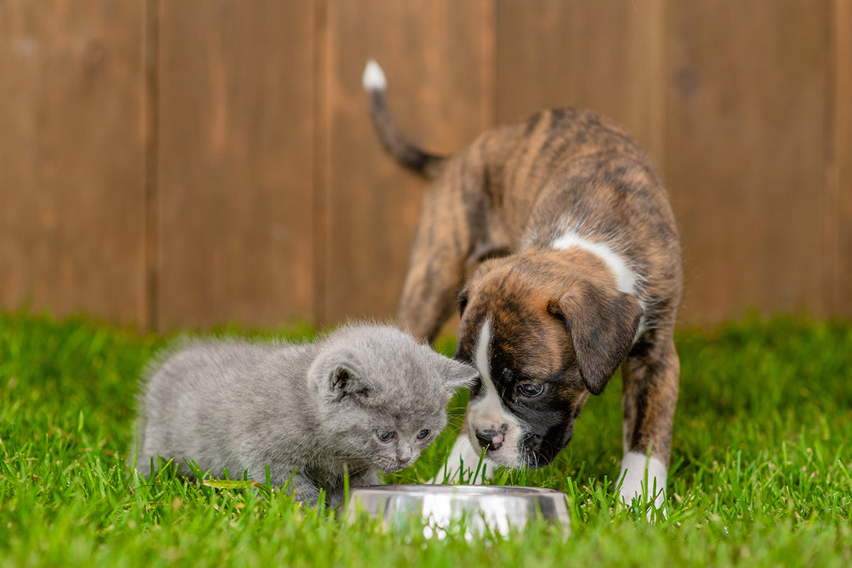 Summer Dog Care: What to do if Your Pet Gets Dehydrated in Summer