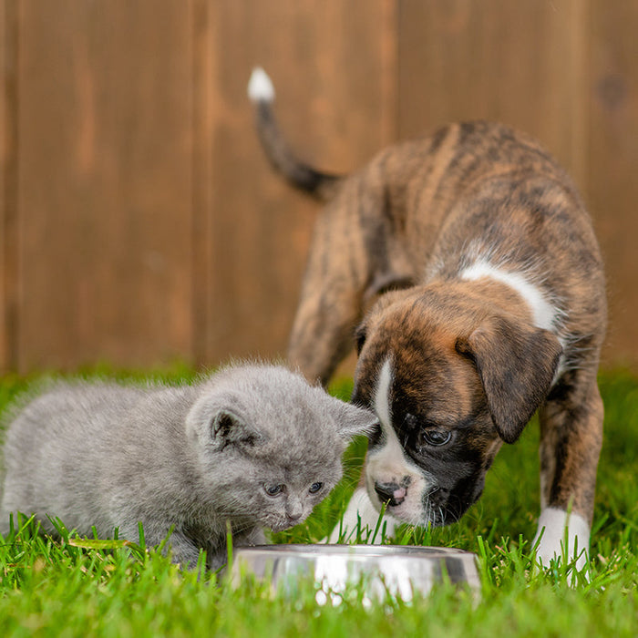 Summer Dog Care: What to do if Your Pet Gets Dehydrated in Summer