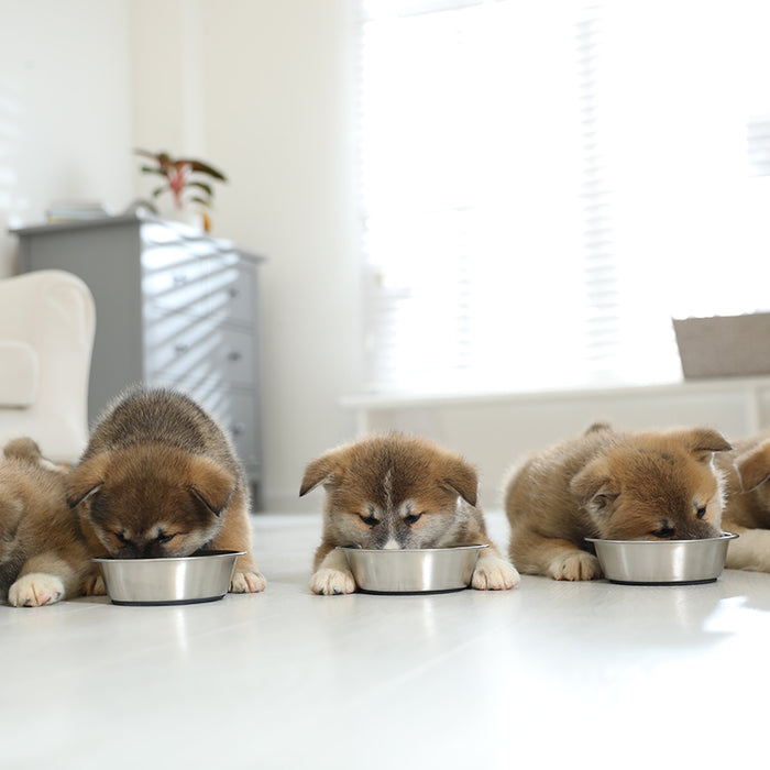 Puppies need more daily meals than adult dogs.