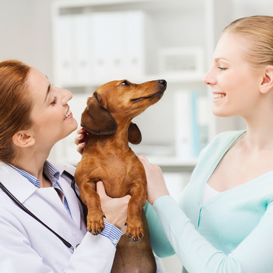 What's a dog's normal body temperature?