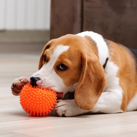 When Do Puppies Start Teething?